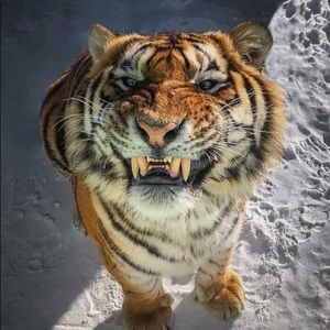 Meet your Posher, Janette